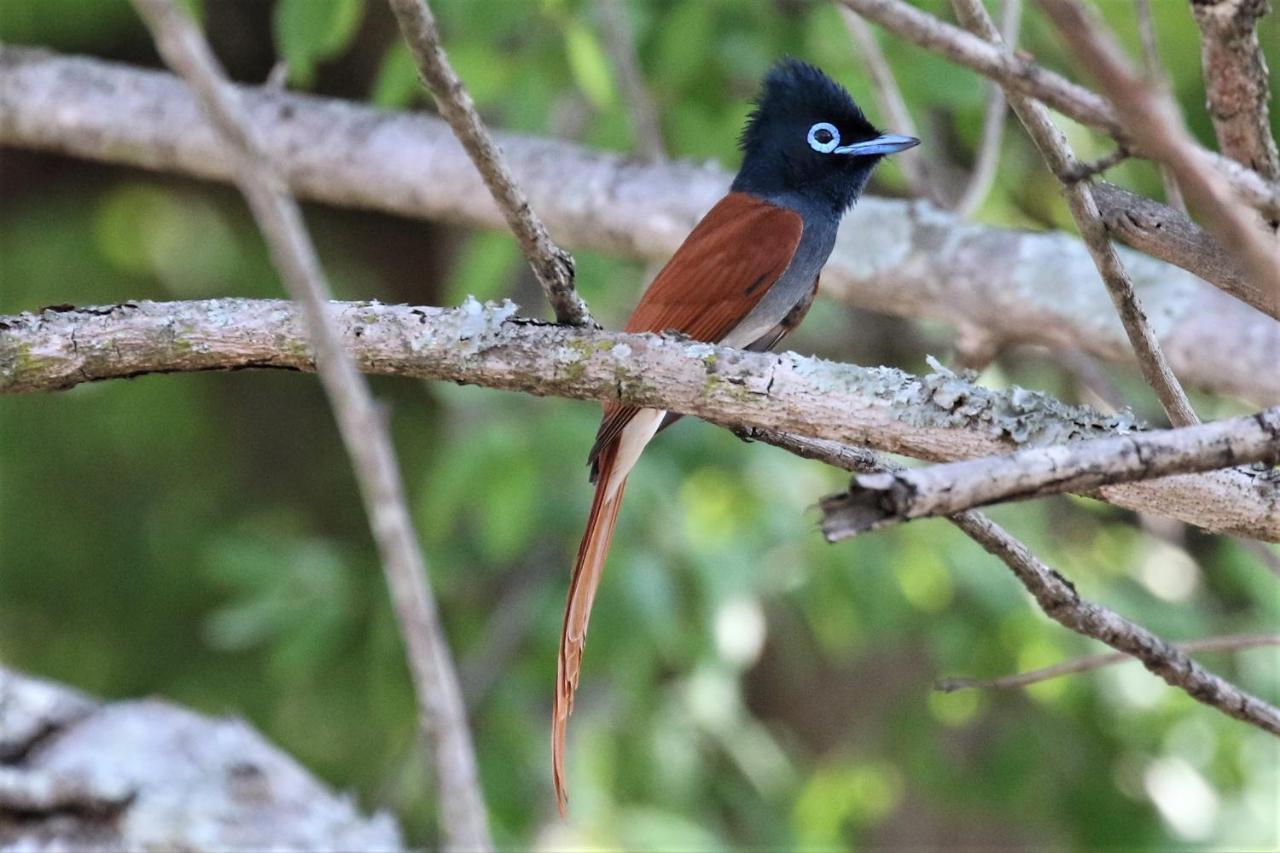 Birds Babble Self Catering Hotel Mbombela ภายนอก รูปภาพ