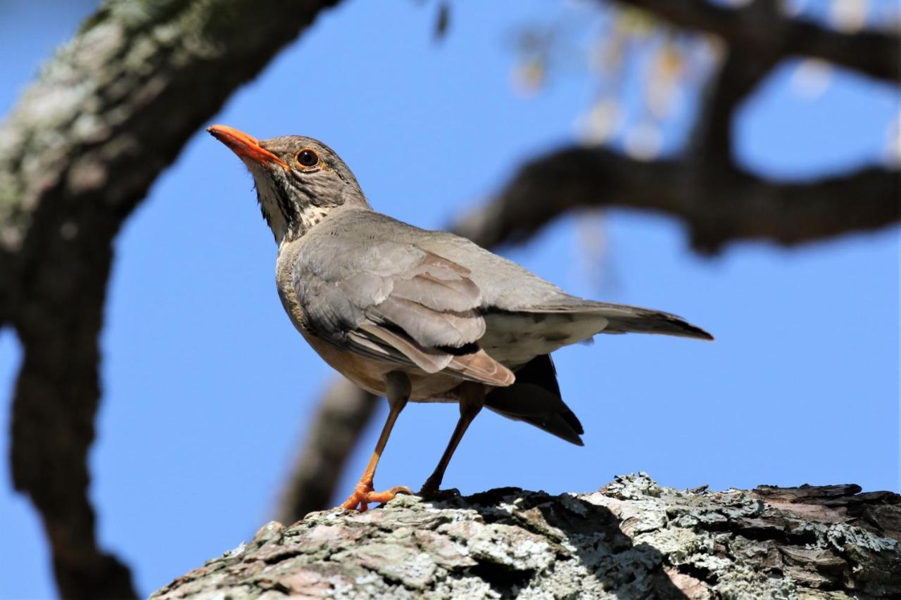 Birds Babble Self Catering Hotel Mbombela ภายนอก รูปภาพ